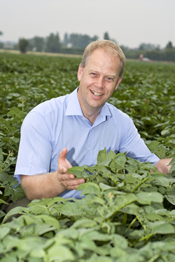 Pre-flail Reglone speeds potato desiccation Pre-flail Reglone speeds potato desiccation