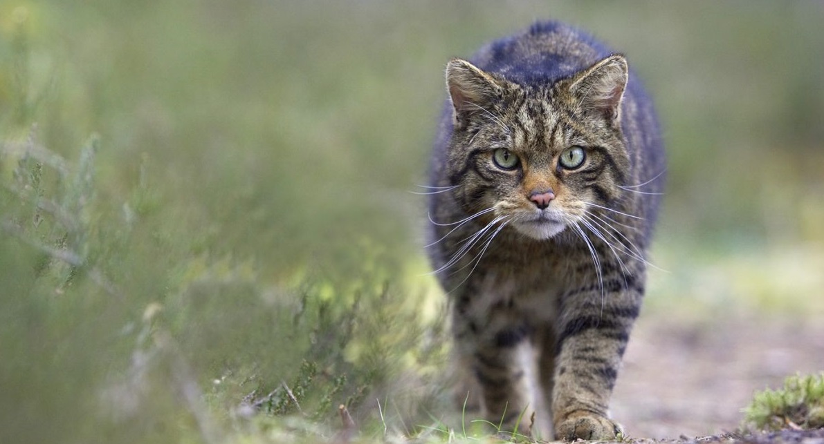 Scottish wildcats threatened by feline form of HIV, research finds