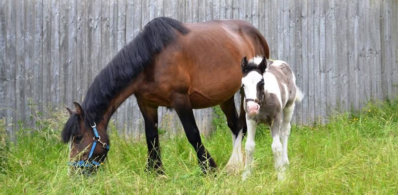 Two rescue horses feature in new charity campaign Two rescue horses feature in new charity campaign