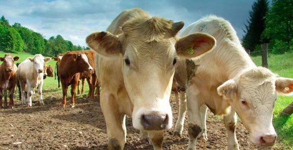 Bristol to host international conference on sustainable livestock Bristol to host international conference on sustainable livestock