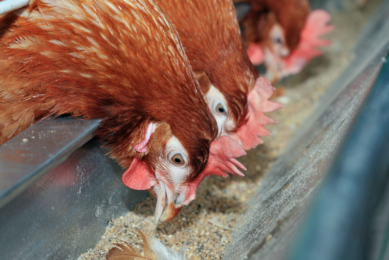 Research underway at Auburn to control AI in poultry feeds Research underway at Auburn to control AI in poultry feeds