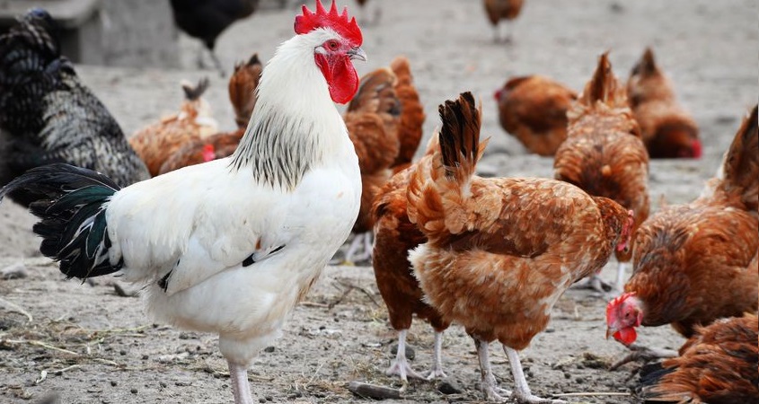 UK farming's reliance on imported GM feed to be highlighted UK farming's reliance on imported GM feed to be highlighted