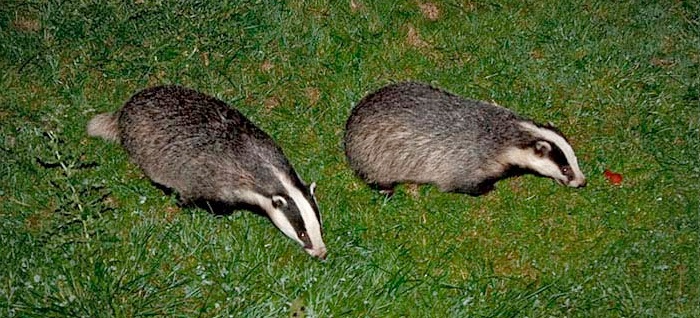 Badger vaccination project to be suspended Badger vaccination project to be suspended