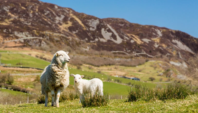 'Welsh food and farming sector can capitalise on opportunities that will arise in 2016' 'Welsh food and farming sector can capitalise on opportunities that will arise in 2016'