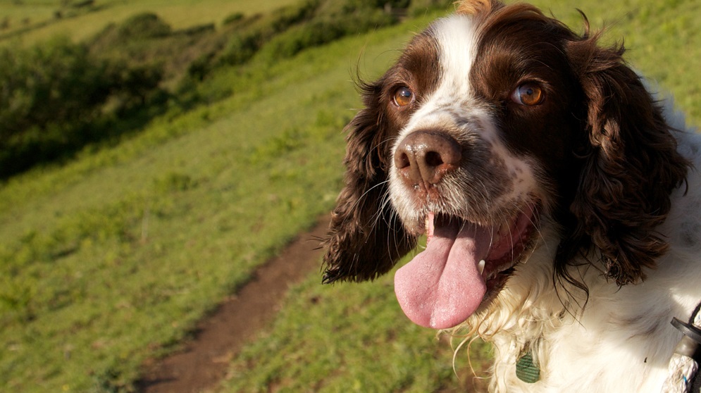 Commercial dog walkers and land: Survey needs your input Commercial dog walkers and land: Survey needs your input