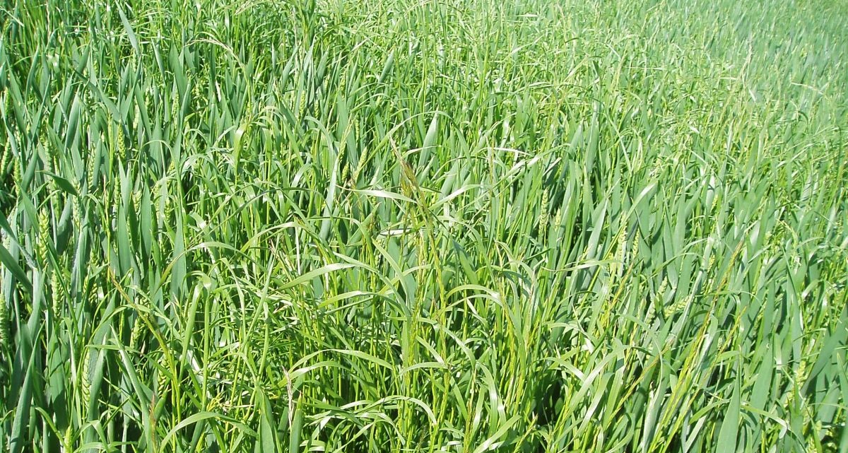 Two new perennial ryegrass varieties launched by Barenbrug FarmingUK News