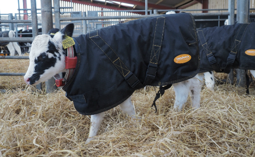 Sainsbury’s supports British farmers by keeping their calves warm this winter Sainsbury’s supports British farmers by keeping their calves warm this winter