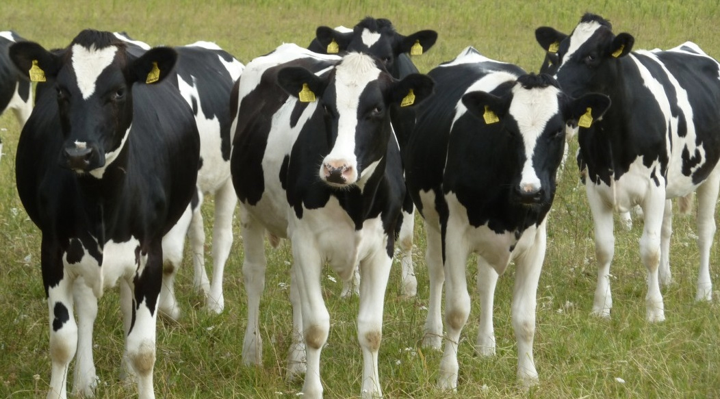 Cow's digestive system could revolutionise renewable energy Cow's digestive system could revolutionise renewable energy