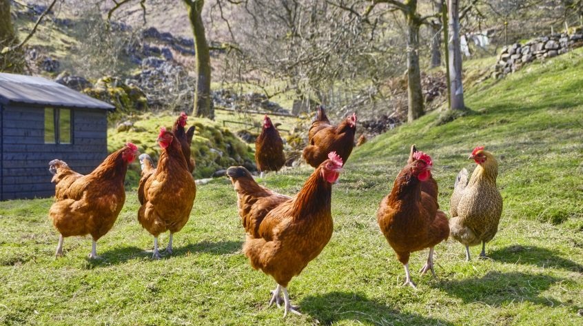 Containing animal disease outbreaks: agriculture MEPs endorse deal with Council Containing animal disease outbreaks: agriculture MEPs endorse deal with Council