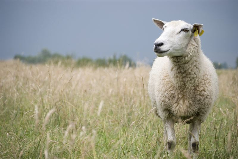 Liver fluke surveillance farms show mild winter extends disease Liver fluke surveillance farms show mild winter extends disease