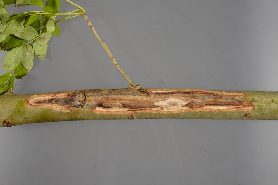 Landowners invited to tackle the impact of ash dieback Landowners invited to tackle the impact of ash dieback