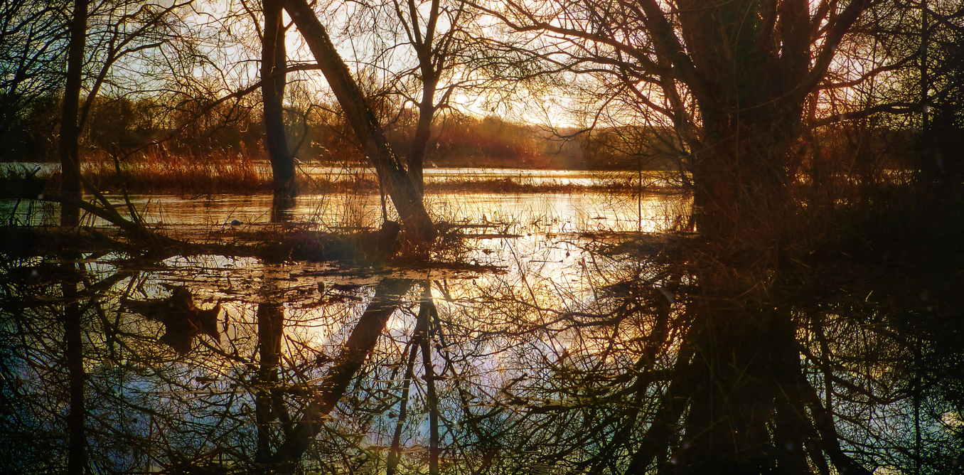 Targeted tree planting to combat flooding welcomed by landowners Targeted tree planting to combat flooding welcomed by landowners