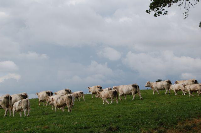 Careful mineral management needed at turnout Careful mineral management needed at turnout