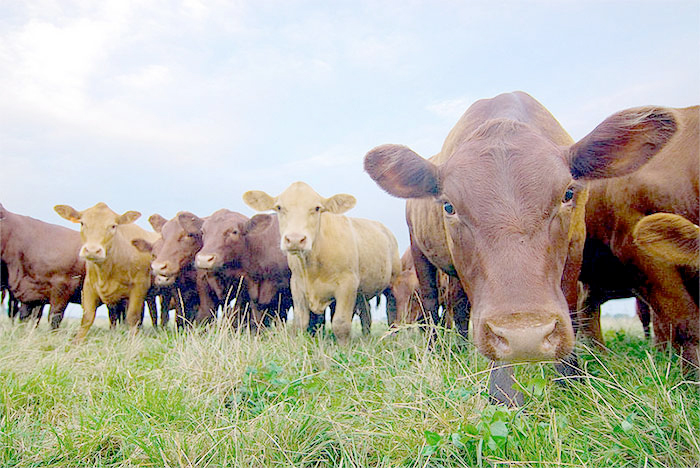Scottish livestock numbers on the rise, says new survey Scottish livestock numbers on the rise, says new survey