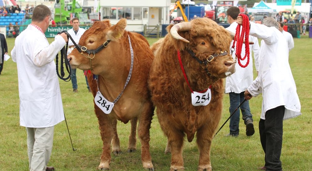 Farmers urged to contact abattoirs ahead of show season to avoid movement penalities Farmers urged to contact abattoirs ahead of show season to avoid movement penalities