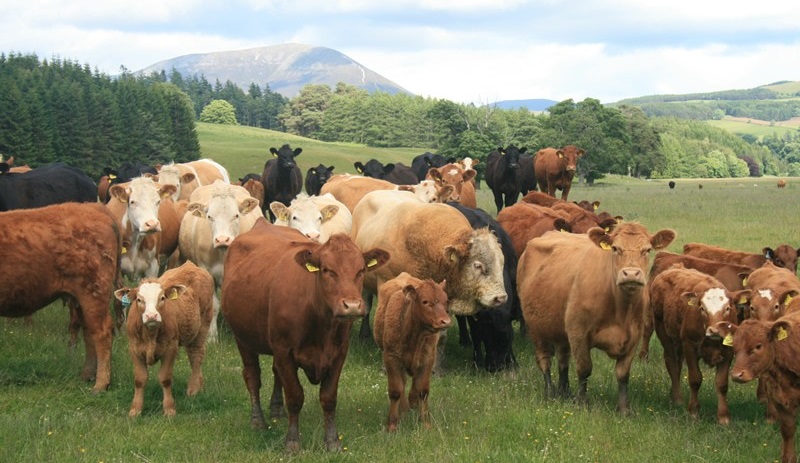 Tesco becomes first retailer to back livestock innovation centre Tesco becomes first retailer to back livestock innovation centre
