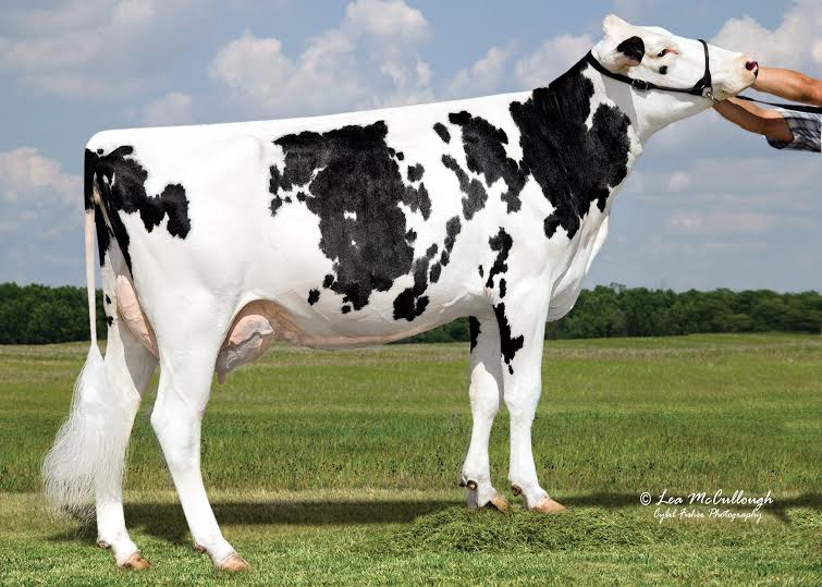 New Holstein indexes highlight most economic bulls New Holstein indexes highlight most economic bulls