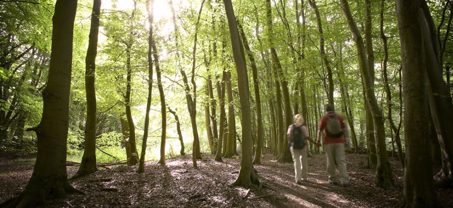 Would Brexit be good for forests?: 48% of sector would like to leave, according to poll Would Brexit be good for forests?: 48% of sector would like to leave, according to poll