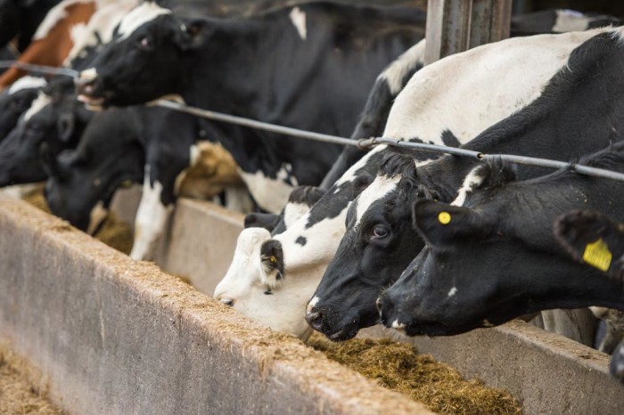 Farmer-owned Arla releases milk premium for GM-free feed Farmer-owned Arla releases milk premium for GM-free feed