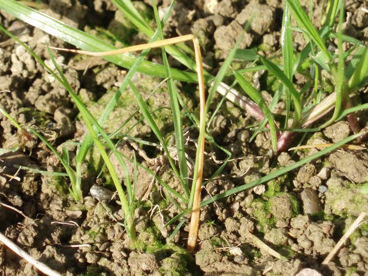 Take A Break Between Grass Crops To Avoid Frit Fly Damage Farminguk News