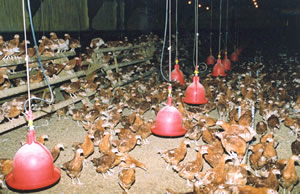 Coccidiosis – providing immunity in the laying flock Coccidiosis – providing immunity in the laying flock