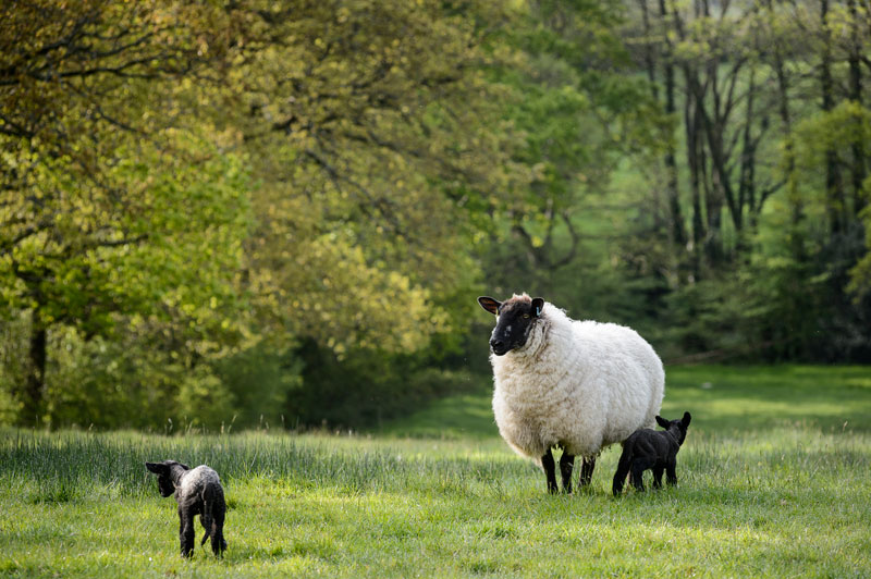 Look to the future of your farm and reap the rewards with organic Look to the future of your farm and reap the rewards with organic