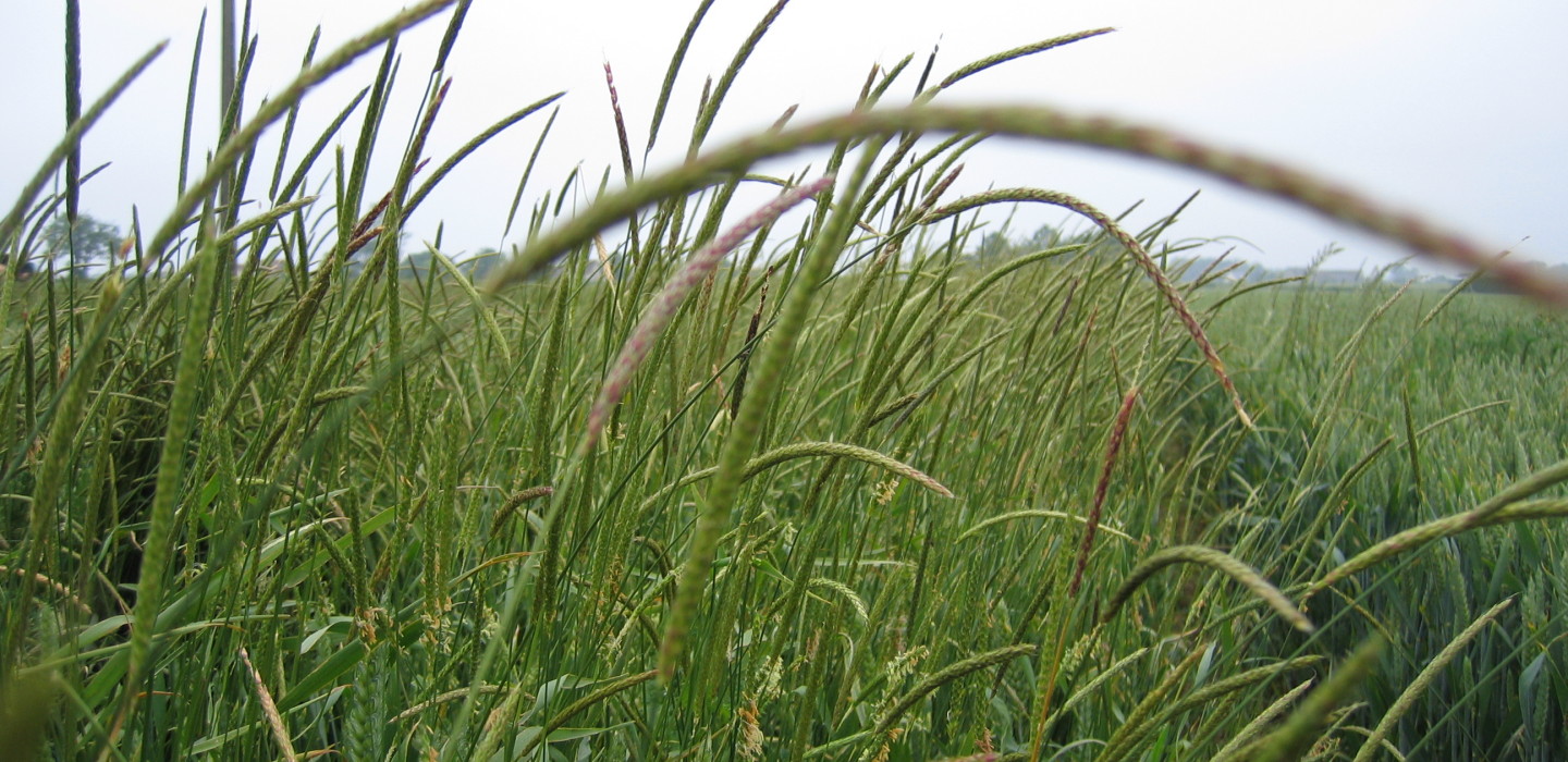 Target black-grass in OSR to safeguard subsequent wheats Target black-grass in OSR to safeguard subsequent wheats