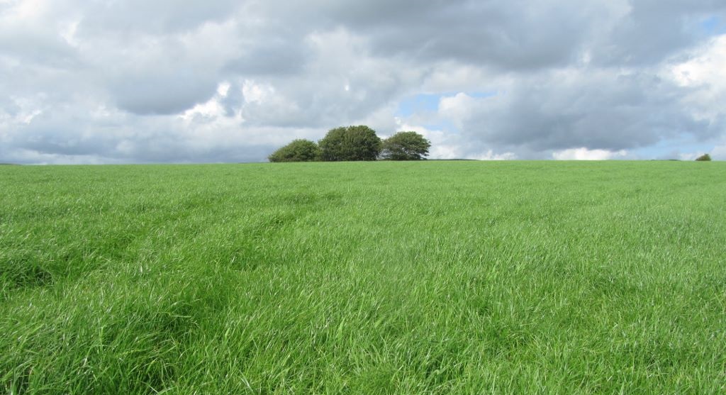 Make the cut by growing your grassland knowledge Make the cut by growing your grassland knowledge