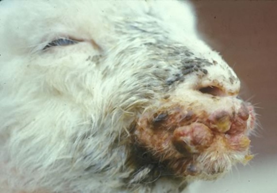 Sheep farmers asked to remain vigilant of disease 'orf' in growing lambs Sheep farmers asked to remain vigilant of disease 'orf' in growing lambs