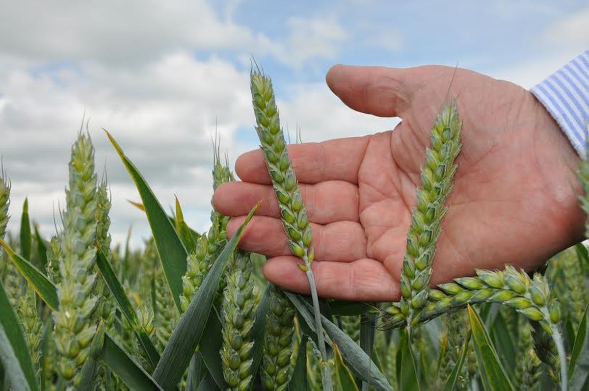 Wholecrop cereals could be ‘no brainer’ for livestock farmers facing tight silage stocks Wholecrop cereals could be ‘no brainer’ for livestock farmers facing tight silage stocks