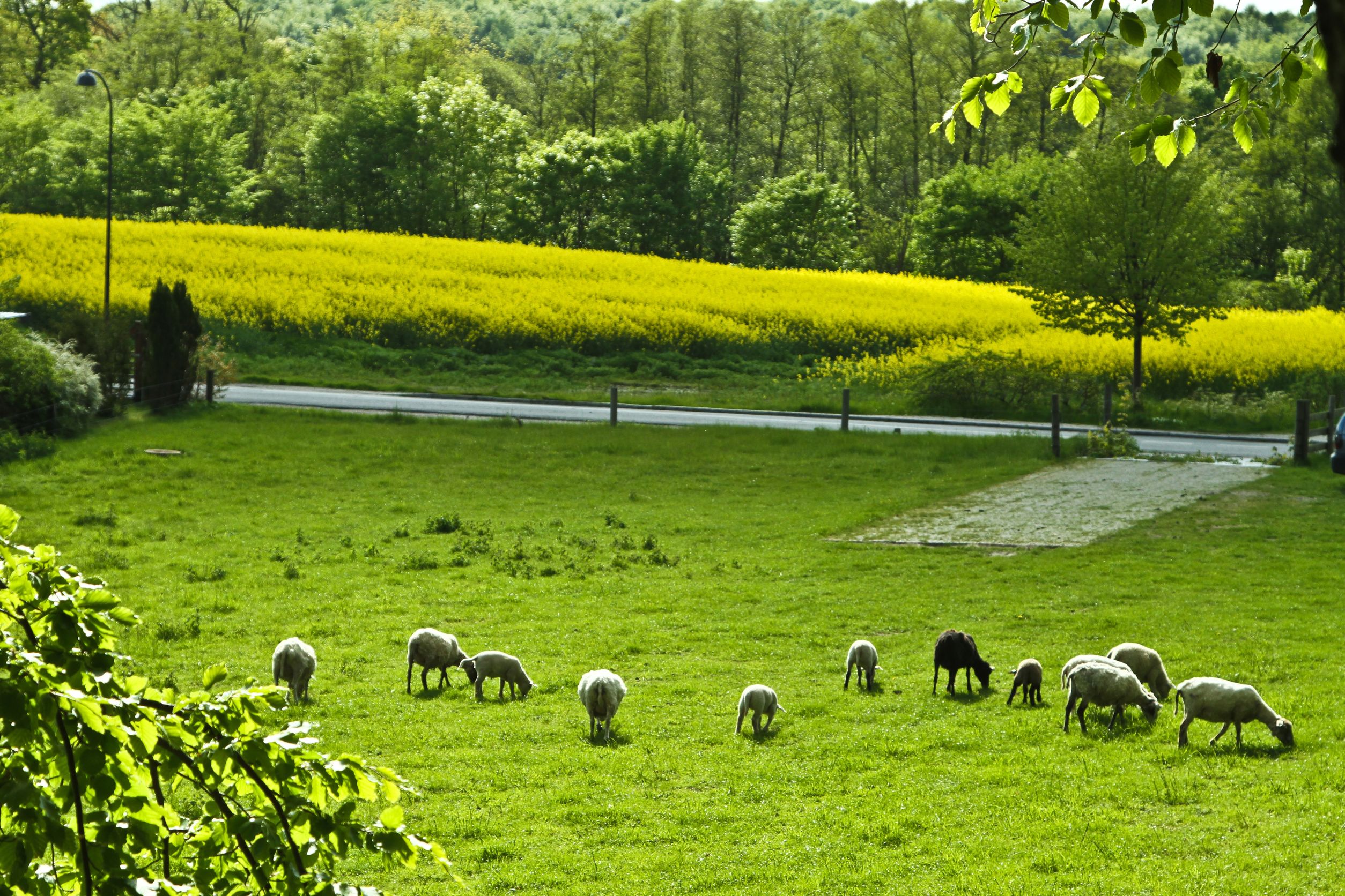 Summer parasite control in lambs highlighted by NADIS forecast Summer parasite control in lambs highlighted by NADIS forecast