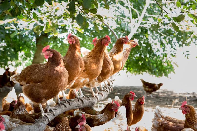 RSPCA Assured label a success: 1 in 3 shoppers recognise label with 120% increase in first 12 months RSPCA Assured label a success: 1 in 3 shoppers recognise label with 120% increase in first 12 months