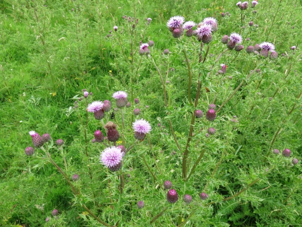 Control thistles this summer to save time next spring Control thistles this summer to save time next spring