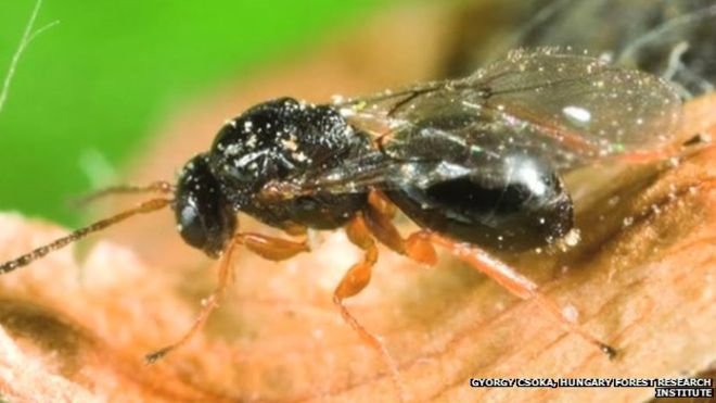 Forestry Commission asks public to keep an eye out for an exotic pest Forestry Commission asks public to keep an eye out for an exotic pest