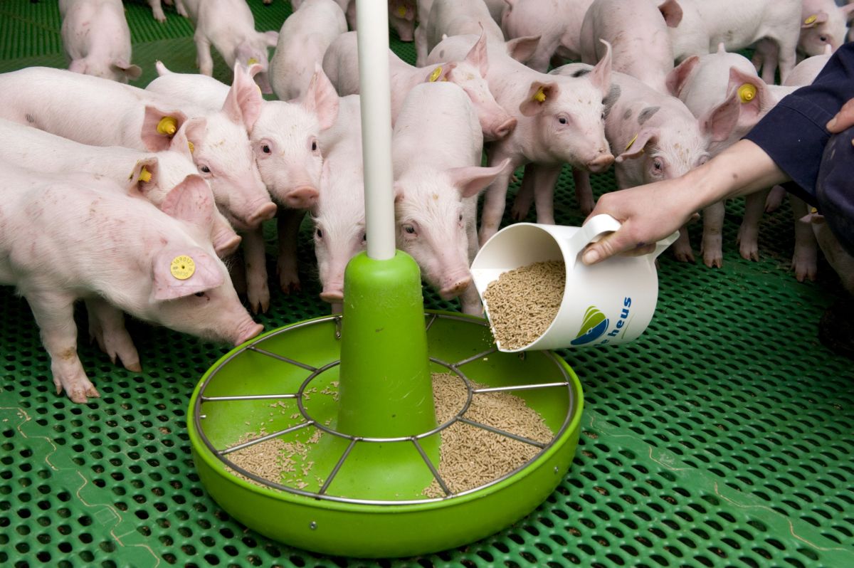 Levels of copper in animal feed scrutinised for environmental and antimicrobial reasons Levels of copper in animal feed scrutinised for environmental and antimicrobial reasons