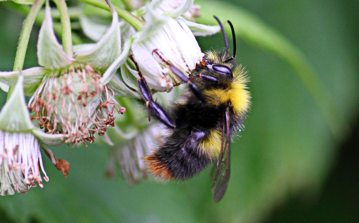 Replicating scent caused by plant infection could encourage declining bees to pollinate crops, new research finds Replicating scent caused by plant infection could encourage declining bees to pollinate crops, new research finds