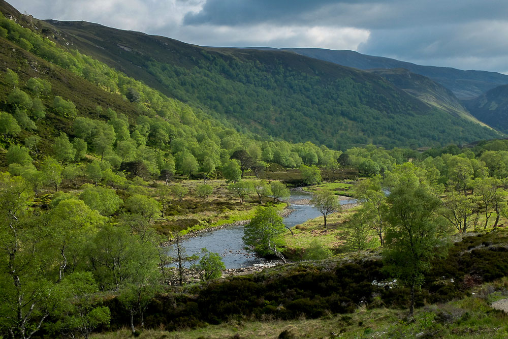 Plan to complete devolution of £1bn Scottish forestry sector Plan to complete devolution of £1bn Scottish forestry sector