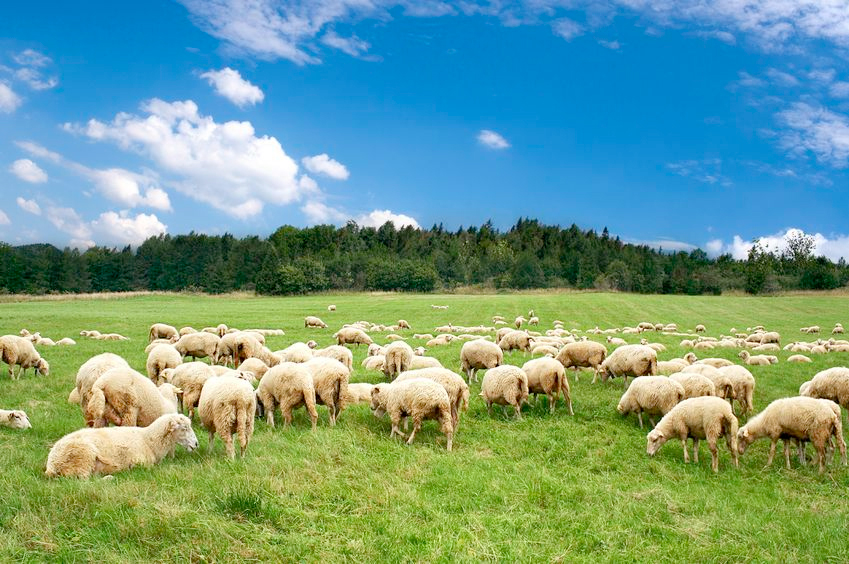 Farm debt levels prompt Scottish government 'loan scheme' Farm debt levels prompt Scottish government 'loan scheme'