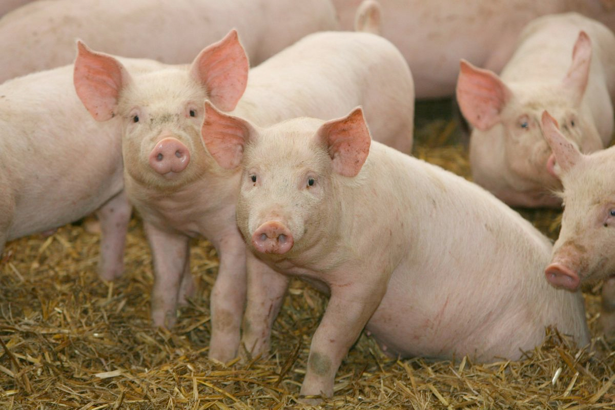 Producers share of pork prices continuing to increase Producers share of pork prices continuing to increase