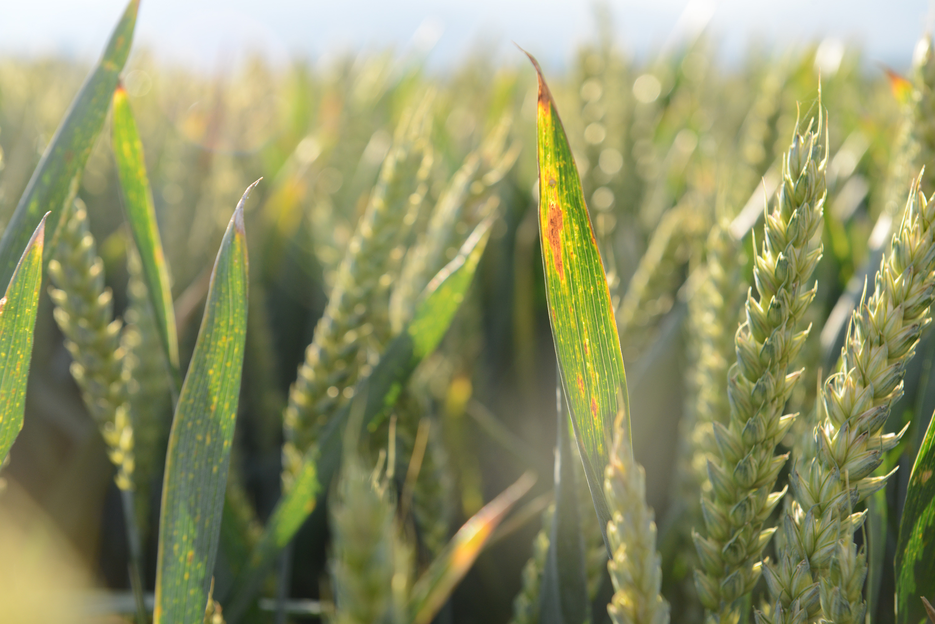 Cereal crops face high risk of BYDV infection this season Cereal crops face high risk of BYDV infection this season