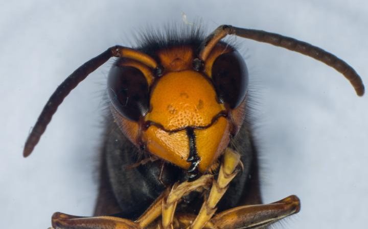 'Threat to native honey-bee': Asian hornet sighted in Gloucestershire 'Threat to native honey-bee': Asian hornet sighted in Gloucestershire