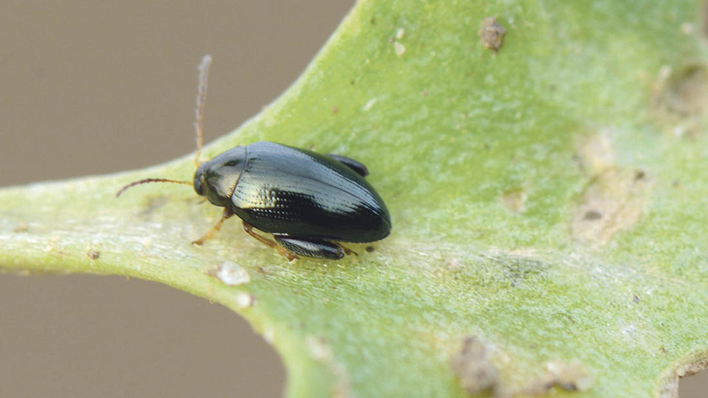 "Understanding the relationship between yield loss and pest infestation is crucial to the development of robust pest thresholds"
