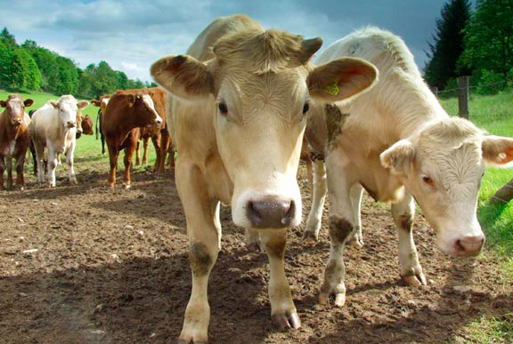 Scotland announces significant changes to cattle movements Scotland announces significant changes to cattle movements