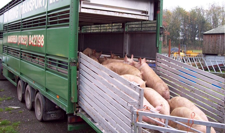 New renewal process for Type 1 Animal Transporter Authorisations New renewal process for Type 1 Animal Transporter Authorisations