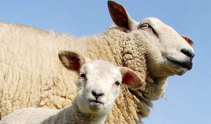 National Sheep Association opens Lambing List for 2016/17 National Sheep Association opens Lambing List for 2016/17