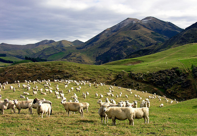 Beef + Lamb New Zealand said they were