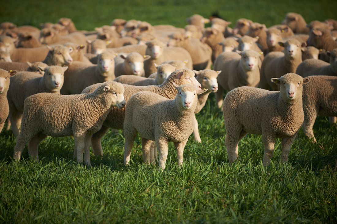 'We need to increase our self-sufficiency in lamb': UK sheep farmers concerned at Australia free trade talks 'We need to increase our self-sufficiency in lamb': UK sheep farmers concerned at Australia free trade talks