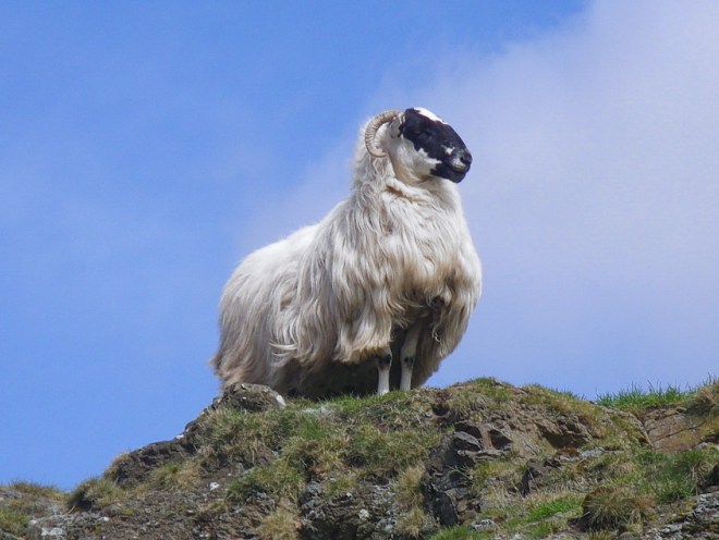 Warning on ewe hogg rates as Upland Sheep Scheme closes on Monday Warning on ewe hogg rates as Upland Sheep Scheme closes on Monday