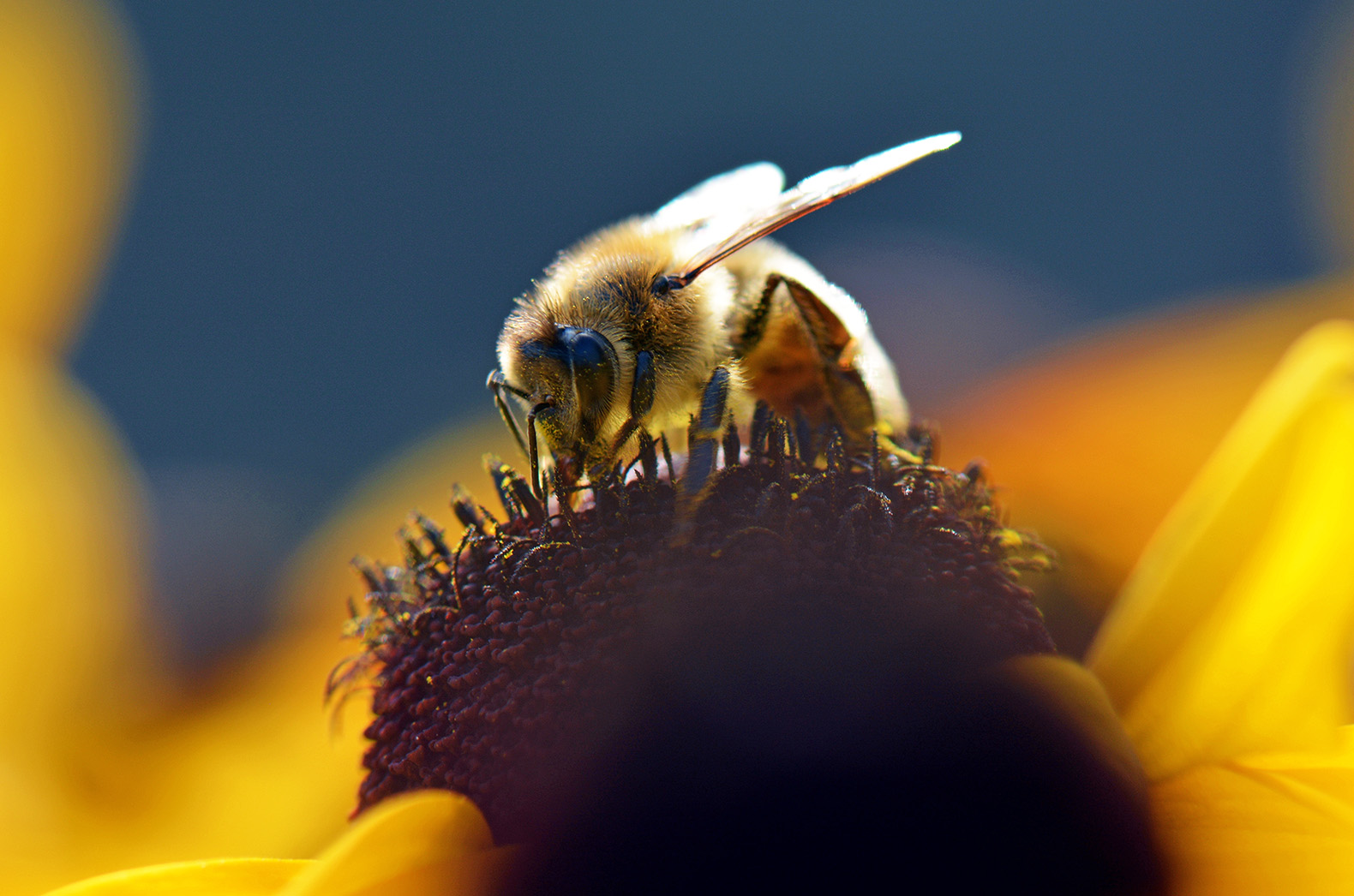 'Seed treatment is not harmful to bees': Bayer launches huge scientific study into neonicotinoids 'Seed treatment is not harmful to bees': Bayer launches huge scientific study into neonicotinoids