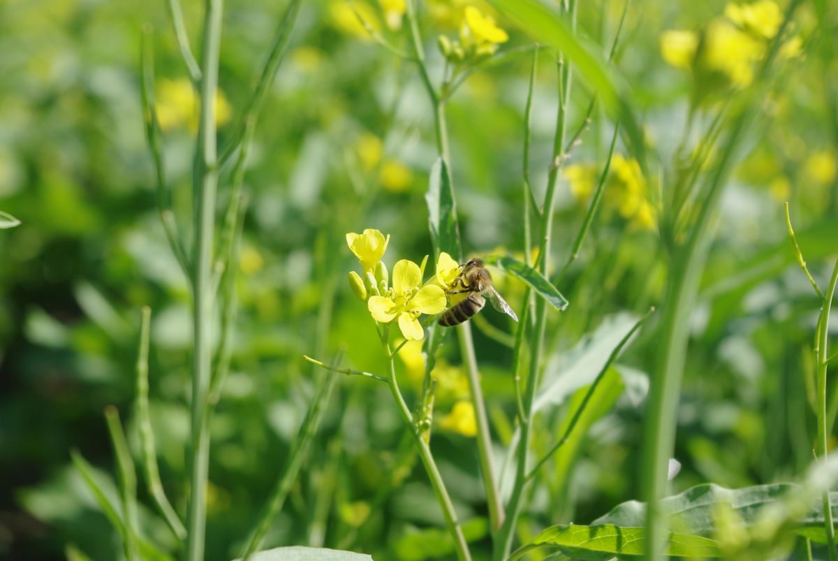 Mustard farmers join forces to protect British honey bees Mustard farmers join forces to protect British honey bees